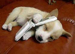 Puppy on Cell Phone